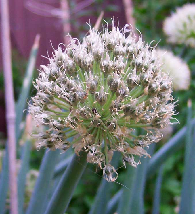 موسیر - معرفی سبزی جات غیر برگی